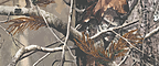 Realtree AP